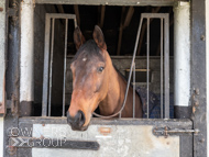NH220326-43 - Nicky Henderson Stable Visit